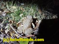 /home//u458753944/public_html/sourcegallery///////Roxborough Toad Detour/2022/2022-03-07/P3070845.JPG